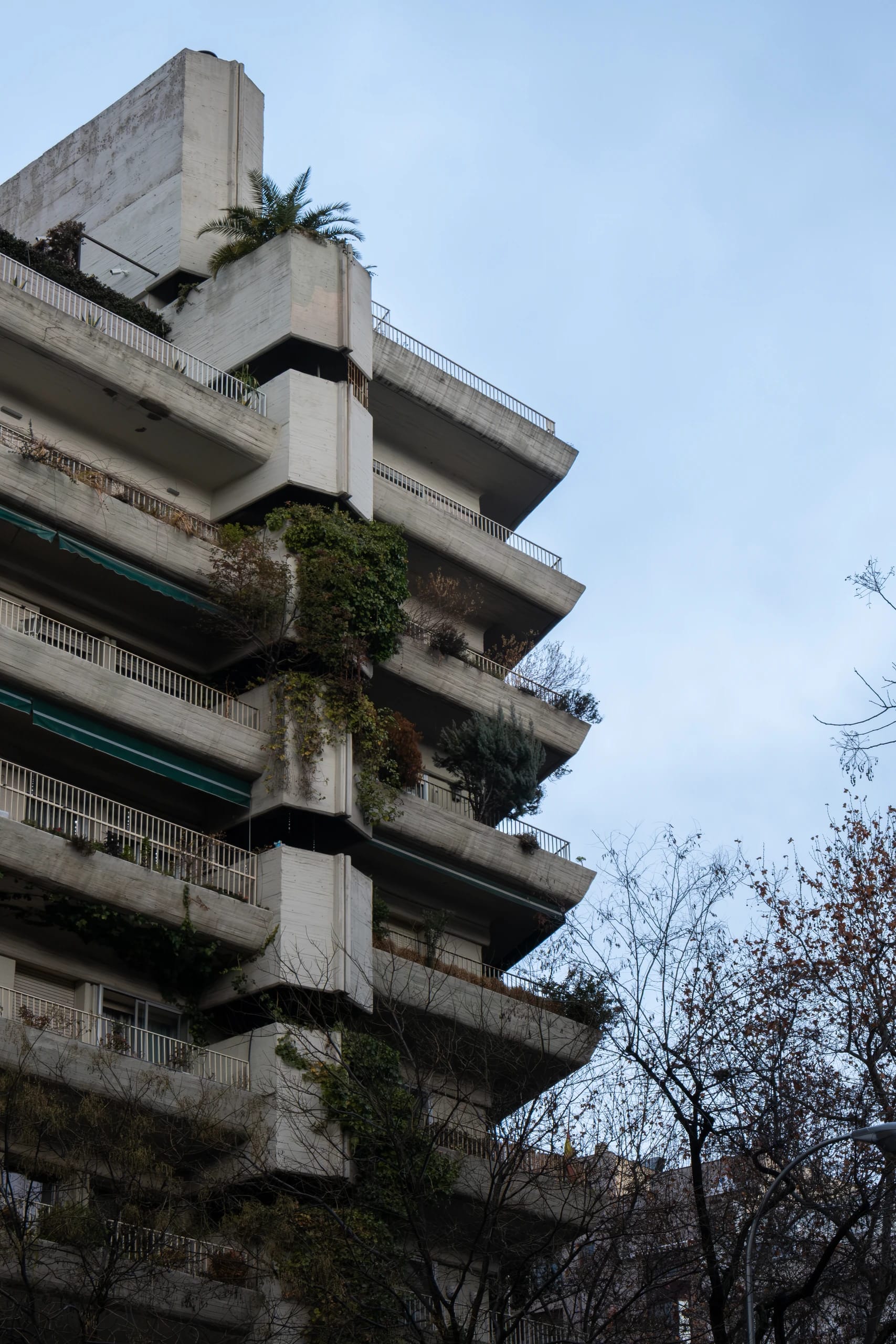Concrete terraces with planting and winter trees