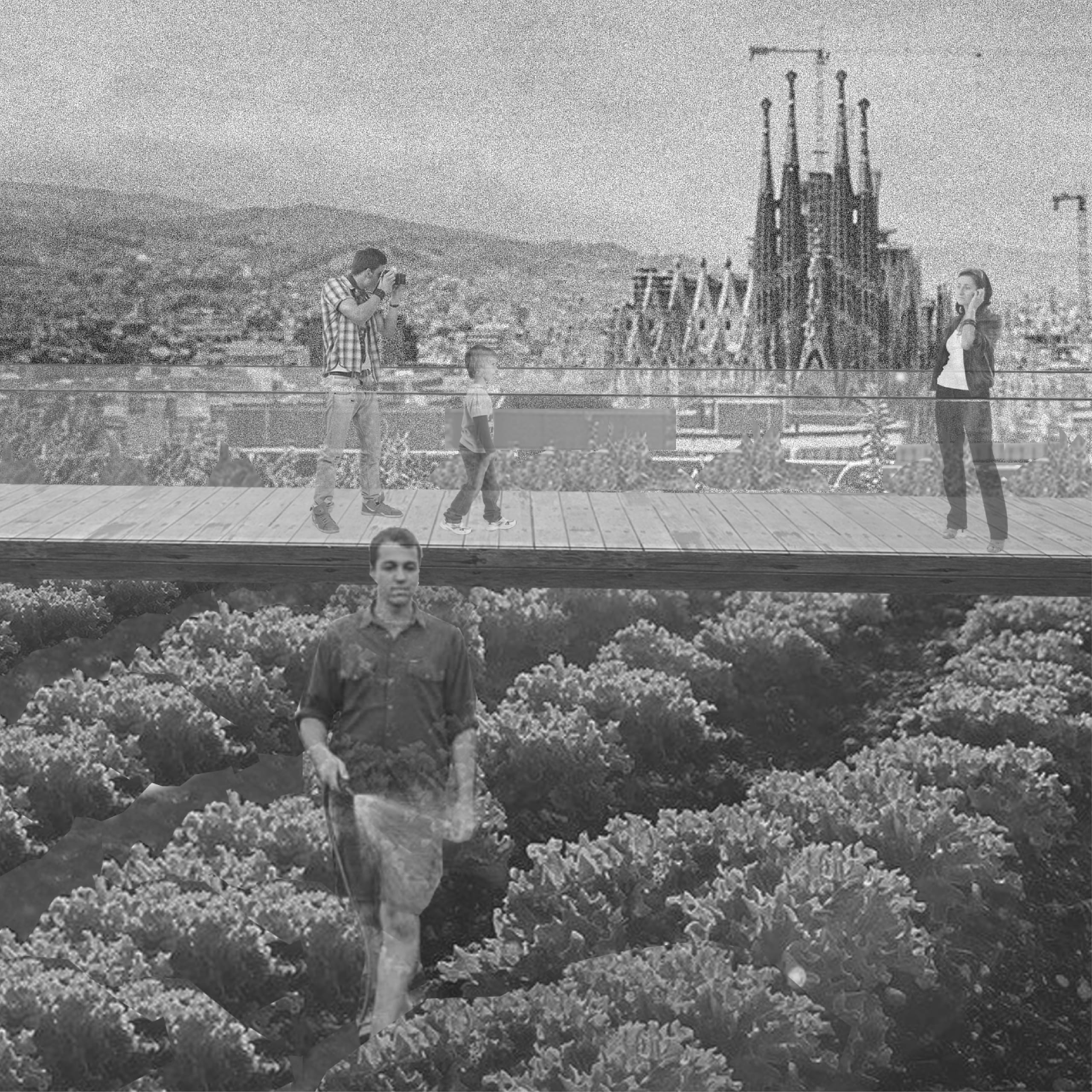 Black and white collage of a rooftop farm with a man watering crops beneath an elevated timber walkway, where visitors take photos with the Sagrada Família behind.
